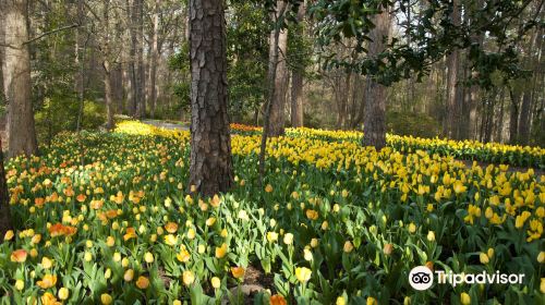 Garvan Woodland Gardens