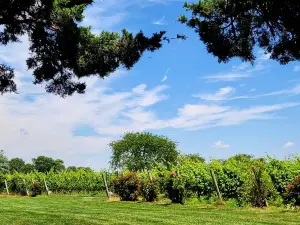 Saltwater Farm Vineyard