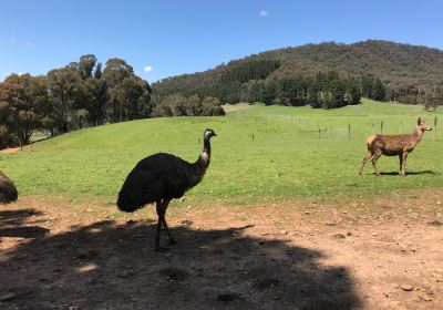 Red Stag - Deer and Emu Farm