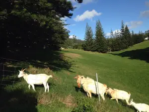 The Hilli Goat
