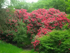 Hergest Croft Gardens