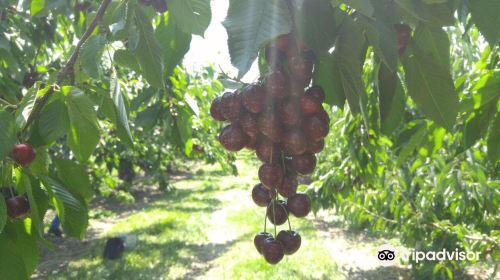 Kempf Orchards