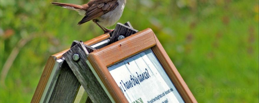 RSPB Pulborough Brooks