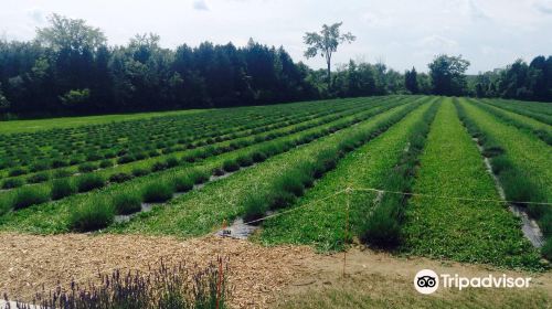 Terre Bleu Lavender Farm