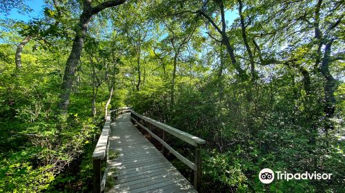 Beech Forest