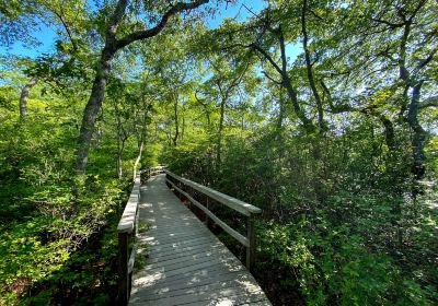 Beech Forest