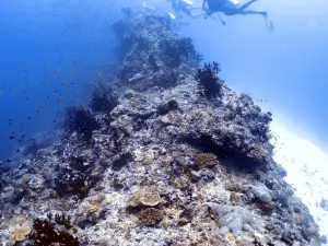 Rasdhoo Dive Club
