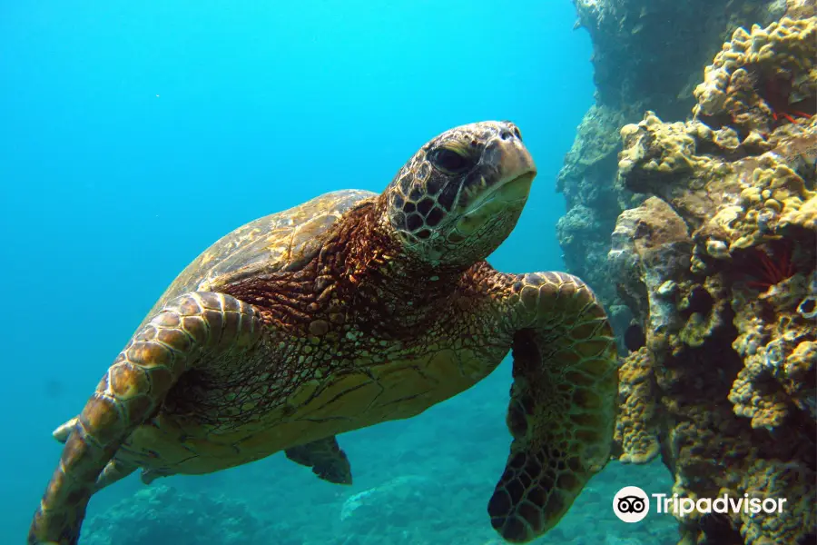 Wailea Scuba