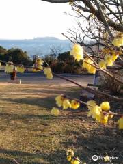 Ume Tree Parks