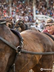 Manitoba Stampede & Exhibition