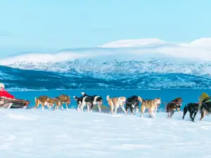 Tromso Wilderness Center - Dog sledding