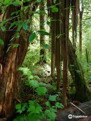 Alaska Rainforest Sanctuary