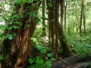 Alaska Rainforest Sanctuary