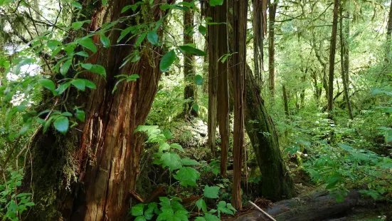 Alaska Rainforest Sanctuary