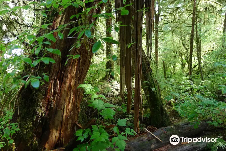 Alaska Rainforest Sanctuary