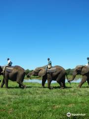 Elephant Sanctuary The Crags