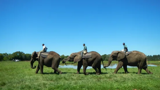 Elephant Sanctuary Plettenberg Bay