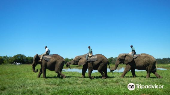 Elephant Sanctuary Plettenberg Bay 🐘