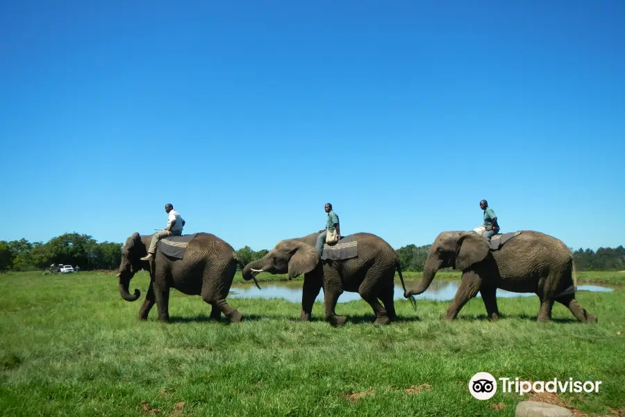 Elephant Sanctuary Plettenberg Bay