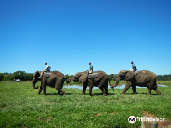 Elephant Sanctuary Plettenberg Bay 🐘