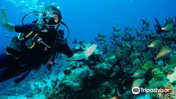 Scuba Diving in Cancun