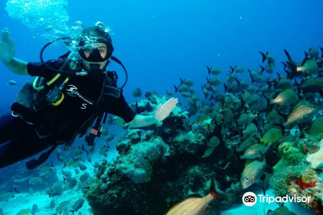 Scuba Diving in Cancun