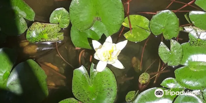 Lewis Vaughn Botanical Gardens