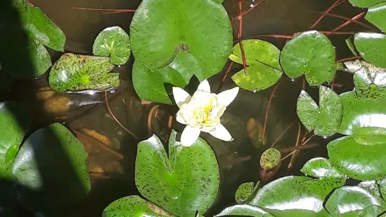 Lewis Vaughn Botanical Garden