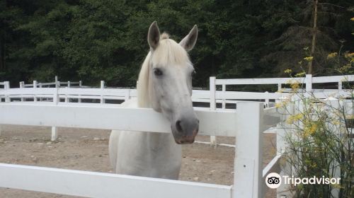 Mystique Andalusians