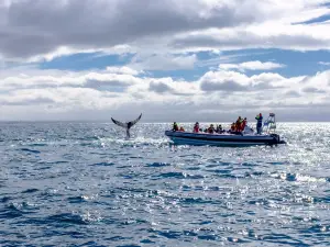 Whale Watching Reykjavík