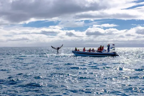 Whale Watching Reykjavík
