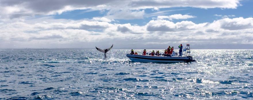 Whale Watching Reykjavík