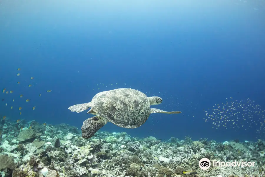 Euro-Divers Kurumba | Dive Centre