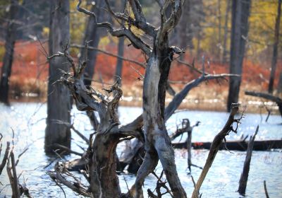 Emmons Pond Bog