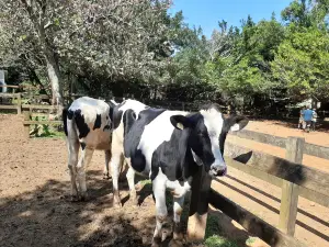 Pushin-Ranch