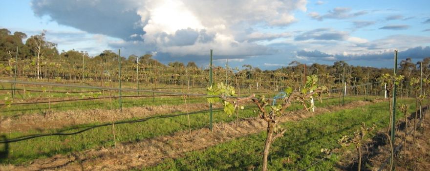 Flyfaire Wines