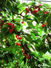 Yamagata cherry land (Kaminoyama tourism fruit garden)