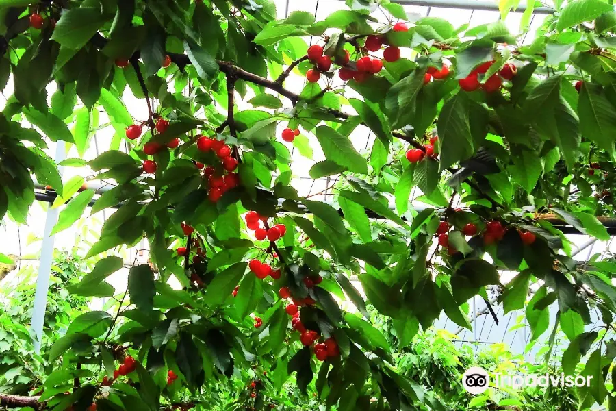 Yamagata cherry land (Kaminoyama tourism fruit garden)