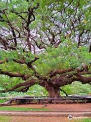 Giant Tree Kanchanaburi