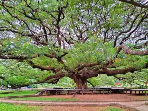 Giant Tree Kanchanaburi