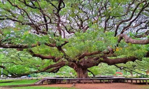 Giant Raintree (Monkey Pod Tree)