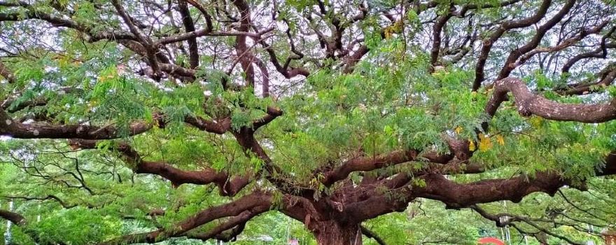 Giant Tree Kanchanaburi