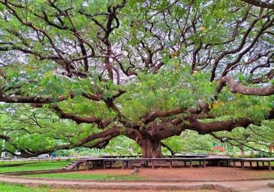 Giant Tree Kanchanaburi