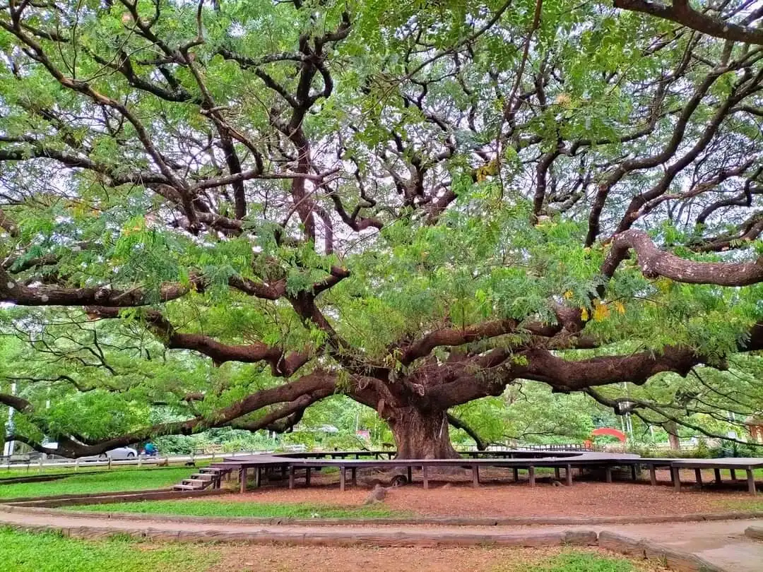 Hotels near Giant Tree Kanchanaburi