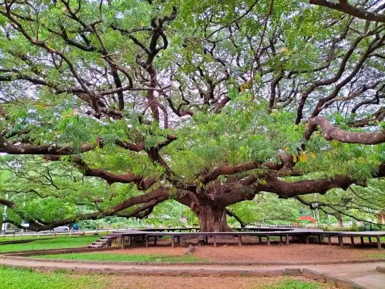 Hotels near Giant Tree Kanchanaburi