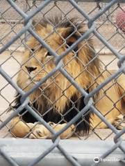 Lion Habitat Ranch