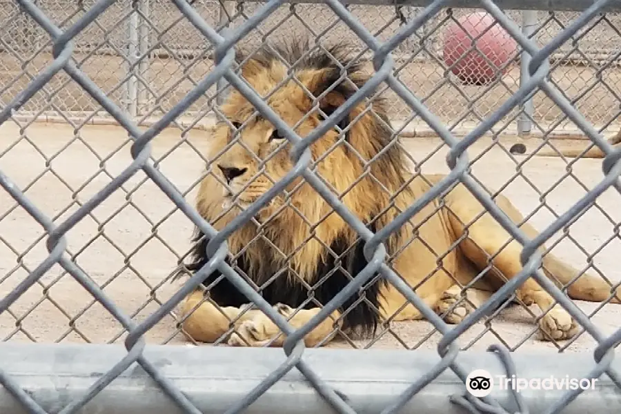 Lion Habitat Ranch