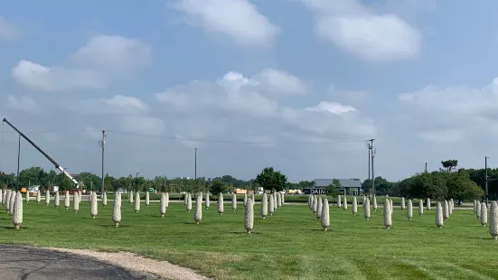 Field of Corn