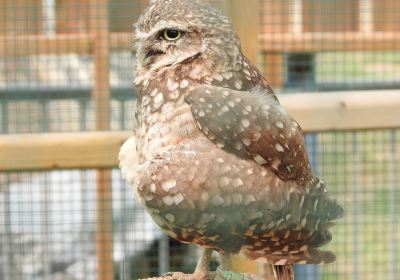 Burrowing Owl Interpretive Centre