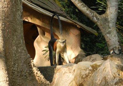 Osun-Osogbo Sacred Grove